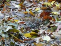 13   FOX SPARROW AT CENTRAL PARK..jpg