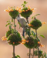 Greater DC Sunbird fem P1020531.jpg