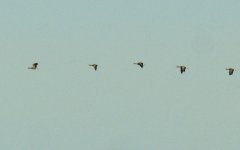 Greylag Geese_Girdle Ness_101211a.jpg