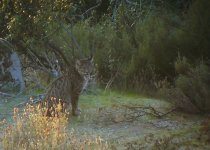 Iberian Lynx.jpg