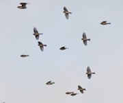 Image001Twite.jpg