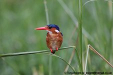 malachite kingfisher, QE NP, Uganda, 10-2011325.jpg