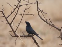 Southern Black Flycatcher P1030316.jpg