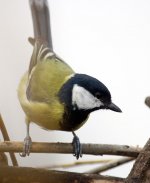 GreatTit2.jpg