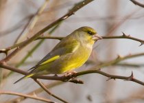 greenfinch2.jpg