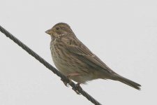 cornbunting170106b.jpg