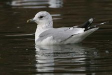 commongull170106e.jpg