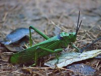 Grasshopper 2 P1030424a.jpg