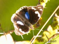 Butterfly P1030527.jpg