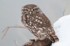 littleowl2.jpg