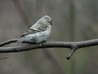 Arctic Redpoll 2229.jpg