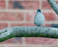 080 9257 Blackcap.jpg