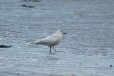 Glaucous Gull.jpg