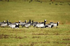 Barnacle geese small.jpg