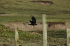 Chough Ardnave 1small.jpg