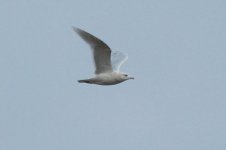 Iceland Gull Kintra.jpg