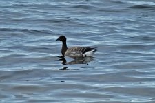 Brent Goose Bowmore small.jpg