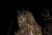 eagle owl 10_Bildgröße ändern_Bildgröße ändern.jpg