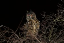 eagle owl 13_Bildgröße ändern_Bildgröße ändern.jpg