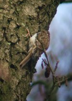 treecreeper.JPG