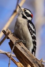 downy_woodpecker2.jpg