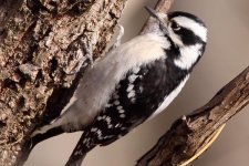 downy_woodpecker3.jpg