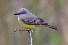 Texas Kingbird.jpg