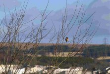 stonechat R-Y-B 2 Jan 2012.jpg