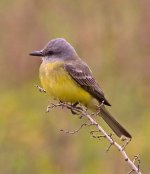 Texas Kingbird 1.jpg