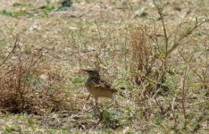 016. pipit africain - lac koka - Copie.JPG