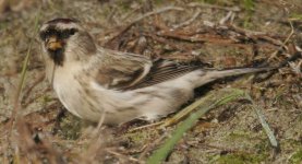 redpoll14.JPG