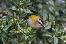 firecrest190106p.jpg