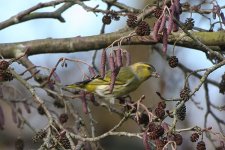 siskin200106a.jpg