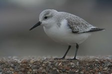 sanderling060306q.jpg