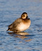 Pochard3.jpg