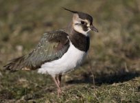 Lapwing.jpg