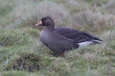 Image002Greenland White Fronted Goose.jpg