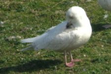 Iceland Gull 24 03 2012.jpg