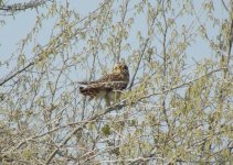 short eared owl 1.JPG