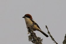 Woodchat Shrike (23.03.12).jpg