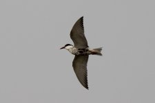 Whiskered Tern (24.03.12).jpg