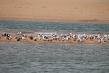 Audouin's Gulls etc (24.03.12).jpg