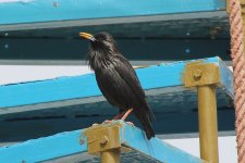 Spotless Starling (26.03.12).jpg