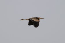 Purple Heron (26.03.12).jpg