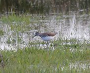 green sandpiper_Bildgröße ändern.jpg