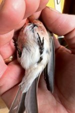 Mealy Redpoll1 utc 240312.jpg