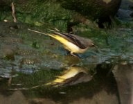 Grey Wagtail.jpg