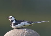 White Wagtail (Motacilla alba leucopsis).jpg