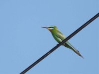 Blue-cheeked Bee-eater - P1250621 - 01-07-2011.jpg