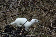 stoat2crop.jpg